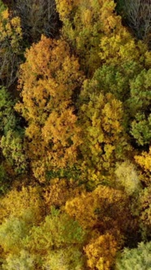 Autumn nature. Colorful tops of deciduous trees in the forest in fall season.