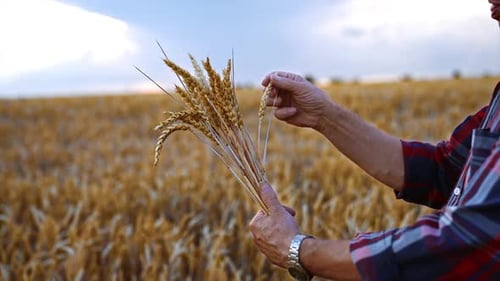 Farmer Holding Wheat Bundle in a Golden Field