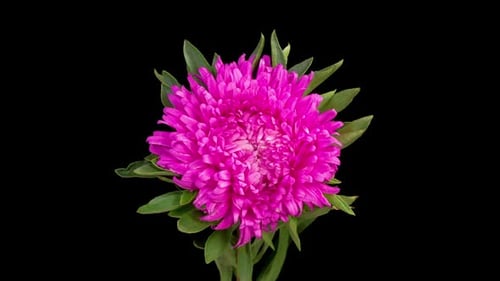 Beautiful Magenta Aster Flower Opening