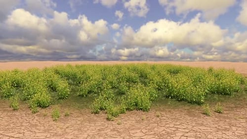 Barren Land Transforms into Lush Green Field Animation