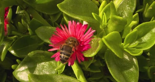Honeybee Drinks From Pink Flower, Then Flies Away