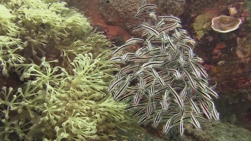 School of striped catfish feeding close to a matching color soft coral. Fish and coral move back and