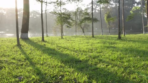 Rays of evening sunshine on green grass of summer forest