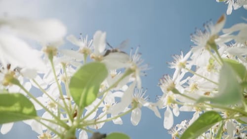 Bees Pollinating White Flowers on a Sunny Day