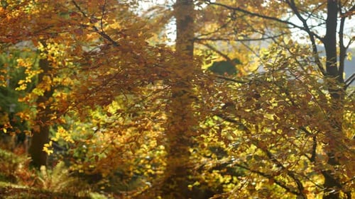 Les branches se balancent légèrement sous l'effet de la lumière chaude du soleil lors d'une belle journée d'automne