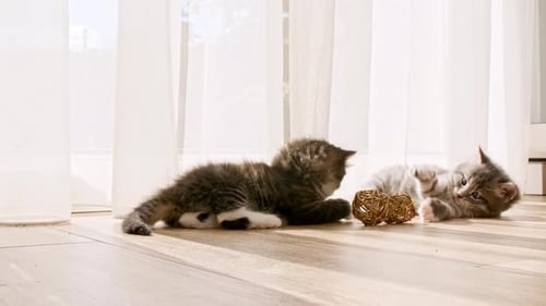 Playful Kittens with Decorative Balls on Wood Floor