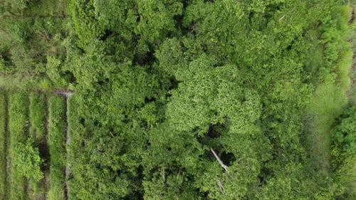 Aerial: top down view over lush green jungle rainforest canopy, drone view tall trees