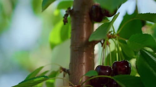Gardener Harvesting Berry Closeup in Sunny Warm Day Vivid Green Tree On