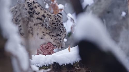 Snow leopard eats food on the snow