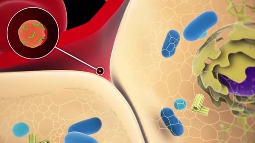 Cellular Interactions and Pathogen Entry 3D Animation