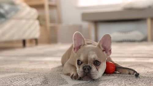 Adorable French Bulldog Puppy with Toy in Living Room