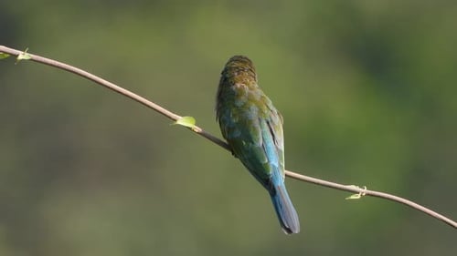 Colorful bird perches on branch in nature setting