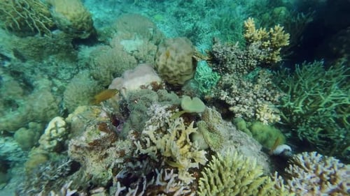 Coral Reef and Clown Fish in Tropical Sea