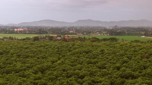 Aerial mangrove forest canopy with village and distant hills