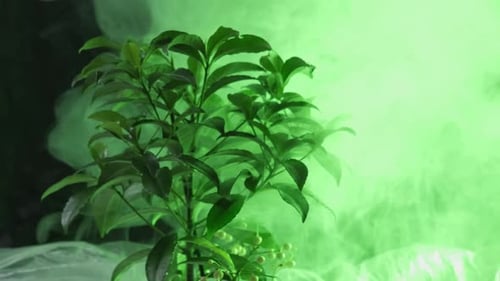 Smoke Swirling Around Plant Against Dark Background