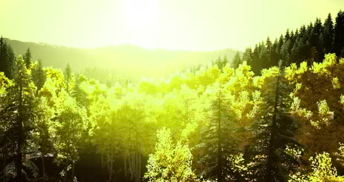 Sunlight Streaming Through Vibrant Green Forest in Autumn Season