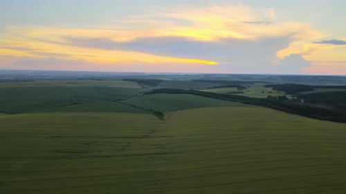 Agricultural Cultivated Field in Summer Season with Growing Crops Green Farm Fields Farming and