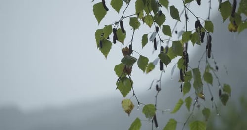 closeup on some birch leaves dancing with the wind and reaching for the many rain drops, trying to s