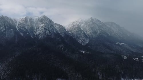 Dense Snow Covered Pine Forest Woods Under a Cloudy Winter Sky