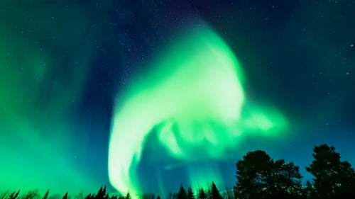 Magical green aurora borealis light show in night sky over treetops