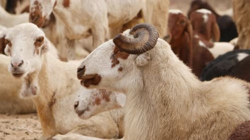 zoomed in video of ram,goats standing behind it
