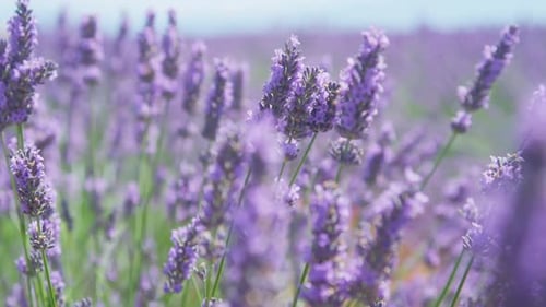 Beautiful Purple Lavender Field Swaying Gently In The Summer Breeze