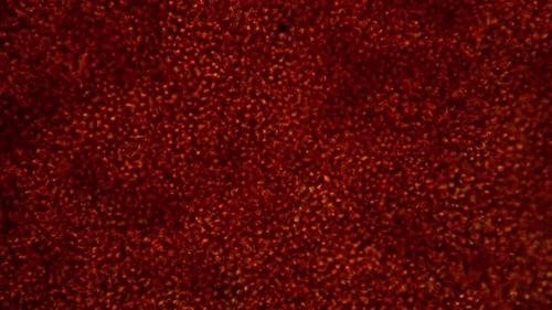 Red Abstract Organic Microscopic Particles Loop Background Animation