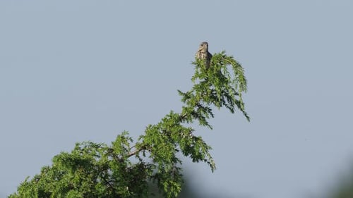 Bird Singing from Tree Branch on Clear Day
