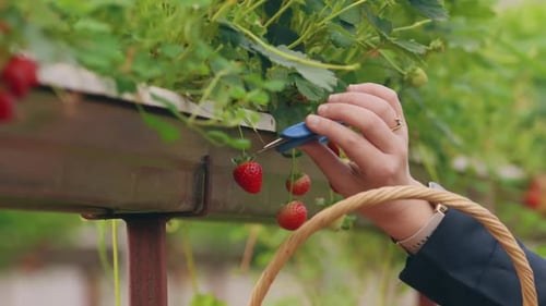 Picking Strawberry