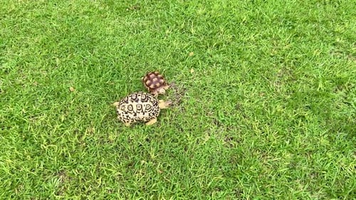 Tortoise. World Animal Day.