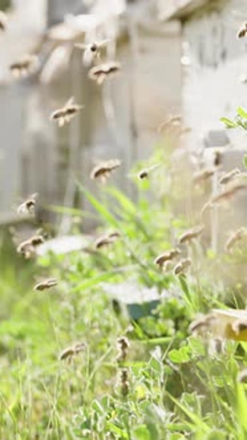 Bees Flying Around Beehive in Rural Setting