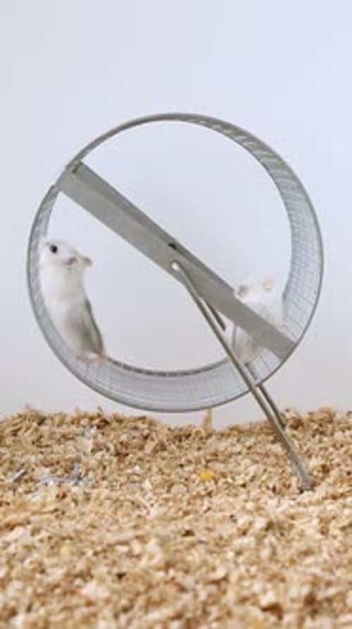 White Hamsters Crawl on the Wheel Small Fluffy Mice Walk on the Wheel