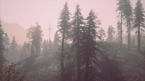 Evergreen Fir Trees with Cones Peaks of French Alps Mountains