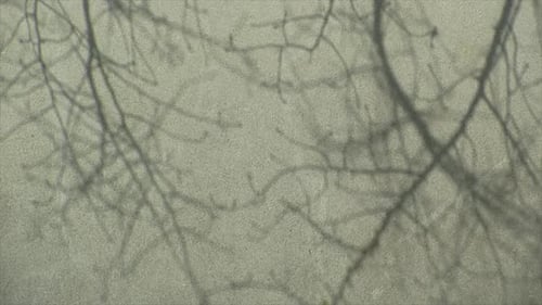 The shadows of tree branches on a white stucco wall surface.