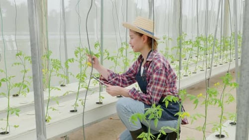 Young Adult Checking Plants in a Greenhouse