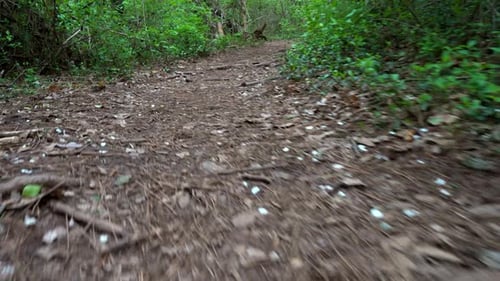 Low angle first person view, perhaps from a companion dog, of a fast walk along a path through the f