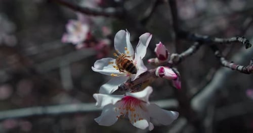 Honey Bee Collects Pollen Nectar in Blooming Almond Tree Branches with Pink Flowers in Spring