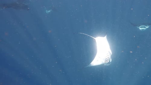 Majestic Manta Rays Swimming Gracefully in the Ocean