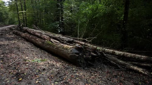 Cut Logs Piled in Forest