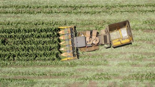 Corn picker harvesting a large filed, Aerial follow footage.