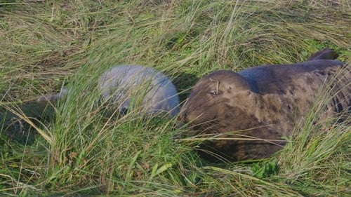 Atlantic Grey seal breeding season: adorable newborns with white fur, mothers nurturing, soaking in