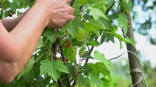 Woman Harvests Fresh Red Currants From Shrub