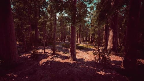 Giant Sequoias in the Giant Forest Grove in the Sequoia National Park