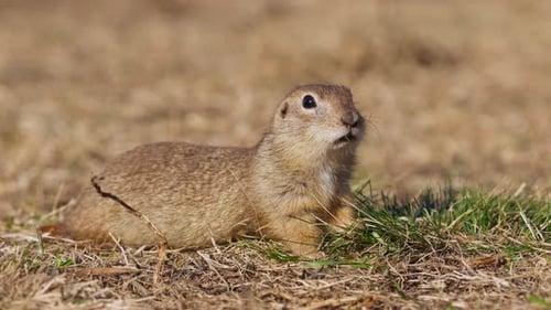Lustiger flauschiger Gopher isst neben dem Bau das kleine Erdhörnchen oder den kleinen Suslik Spermophilus