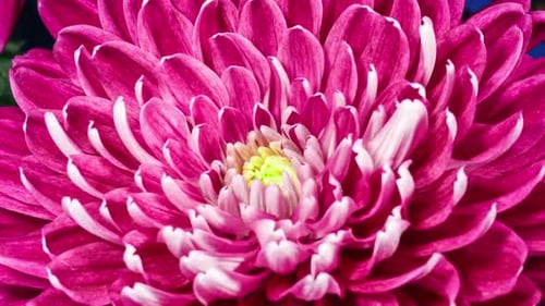 Red Chrysanthemum Flower Moving Petals While Blooming in Time Lapse Close Up