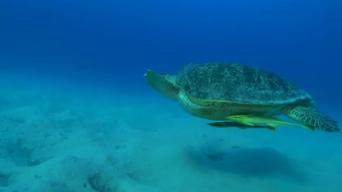 Close up of green sea turtle swimming close over sandy seabed
