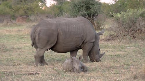 Mother Rhino and Calf in the Savannah of Africa