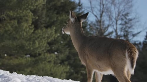 whitetail deer winter scene beautiful light against forest