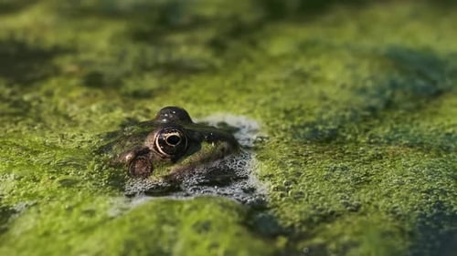 Frog Camouflaged in Duckweed