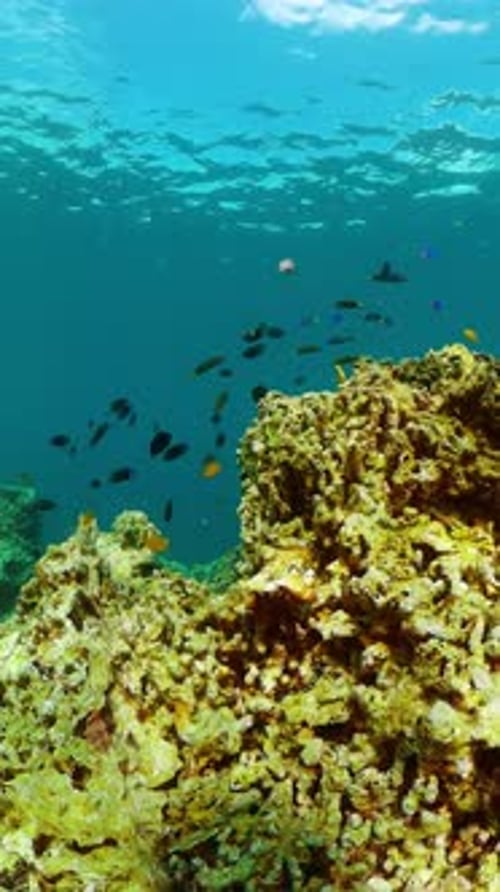 Colorful Fish Swim Around Coral Underwater